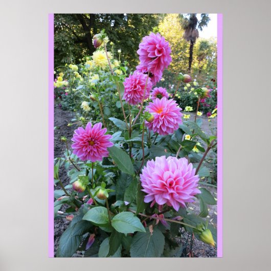 Roze Chrysanthemums (foto) Poster (Voorkant)