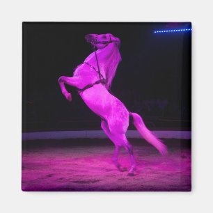 Roze Circus Horse Magneet