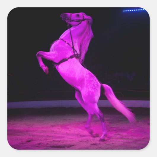 Roze Circus Horse Vierkante Sticker (Voorkant)