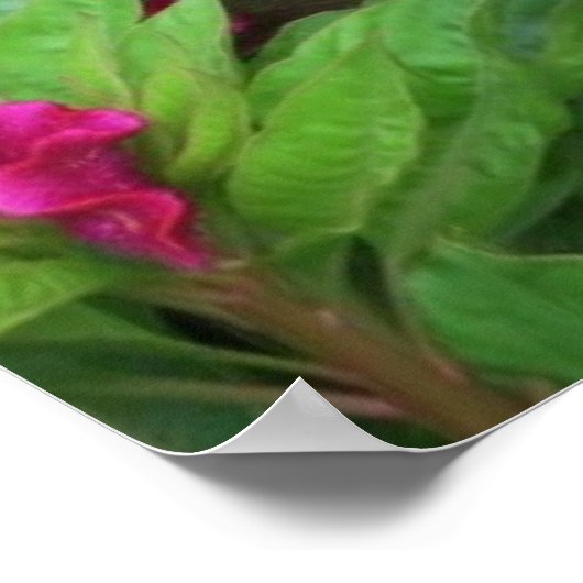 Roze Cockscomb Celosia Flowers Poster (Hoek)