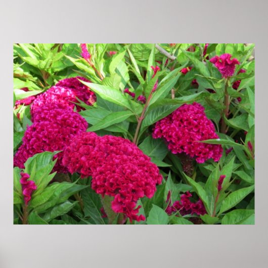 Roze Cockscomb Celosia Flowers Poster (Voorkant)