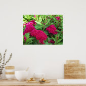 Roze Cockscomb Celosia Flowers Poster (Keuken)