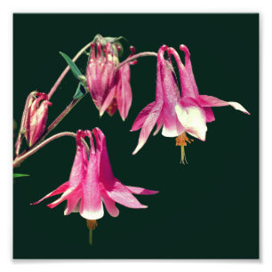 Roze Columbine Bloemen Close-up 8x8 Foto Afdruk