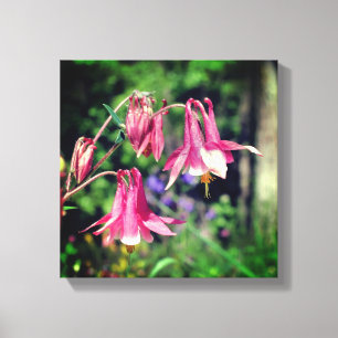 Roze Columbine Flowers Close Up Canvas Afdruk