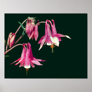 Roze Columbine Flowers Close Up Poster