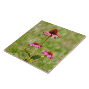 Roze Coneflowers bloemen Tegel Tegeltje
