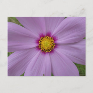 Roze Cosmea Close-up DIY Briefkaart