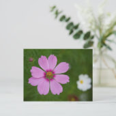 Roze Cosmos bipinnatus Briefkaart (Staand voorkant)