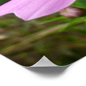 Roze Cosmos Bloemen Wilde Bloem Poster (Hoek)