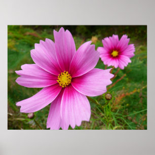 Roze Cosmos Bloemen Wilde Bloem Poster
