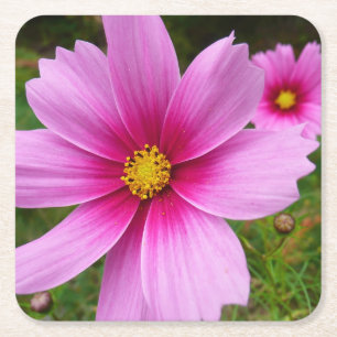 Roze Cosmos Bloemen Wilde Bloem Vierkante Kartonnen Onderzetter