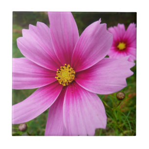 Roze Cosmos Bloemen Wilde Bloemen Tegeltje
