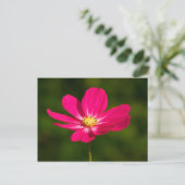 Roze Cosmos Briefkaart (Staand voorkant)