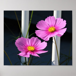 Roze Cosmos door de veranda leuning Poster