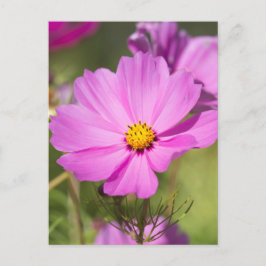 Roze Cosmos Flower 2 Briefkaart