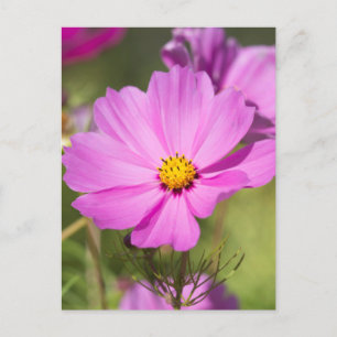 Roze Cosmos Flower 2 Briefkaart