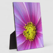 Roze Cosmos Fotoplaat (Zijkant)