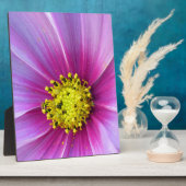 Roze Cosmos Fotoplaat (Zijkant)