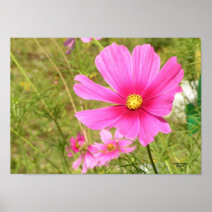 Roze Cosmos Poster