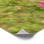 Roze Cosmos Poster (Hoek)