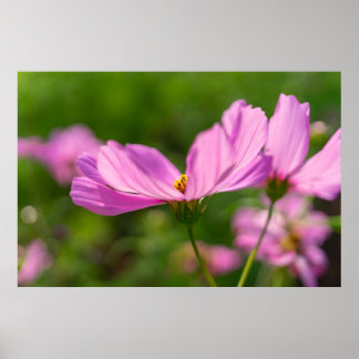 Roze Cosmos Poster