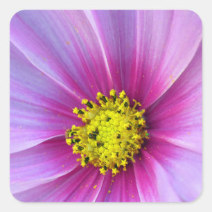 Roze Cosmos Vierkante Sticker