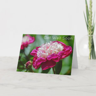 Roze Cottage Pioen Tuin Bloem Krijgen Binnenkort G Kaart
