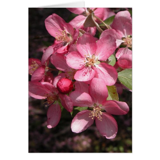 Roze Crabapple (Voorkant)