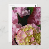 Roze Crème Hydrangeas geel roze groen bloemig Briefkaart (Voorkant / Achterkant)