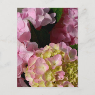 Roze Crème Hydrangeas geel roze groen bloemig Briefkaart