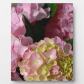 Roze Crème Hydrangeas geel roze groen bloemig Fotoplaat (Voorkant)