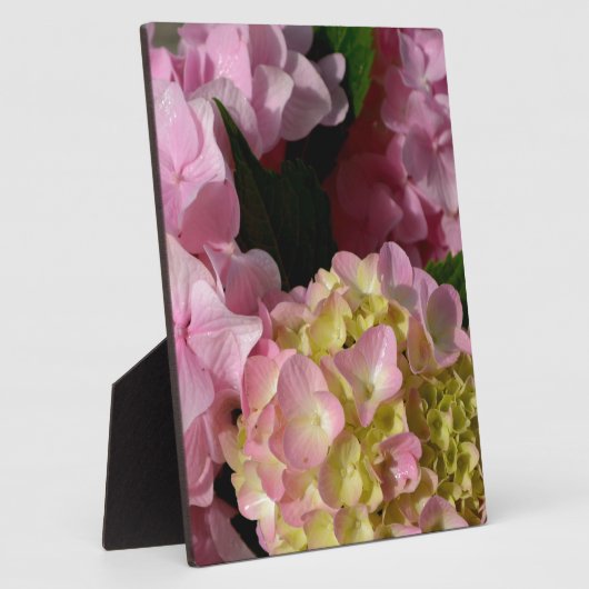 Roze Crème Hydrangeas geel roze groen bloemig Fotoplaat (Zijkant)