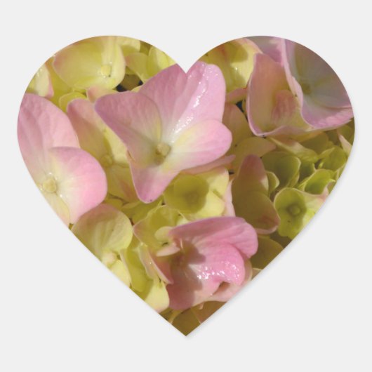 Roze Crème Hydrangeas geel roze groen bloemig Hart Sticker (Voorkant)