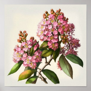 Roze Crêpe Myrtle Flowers Art Print Poster