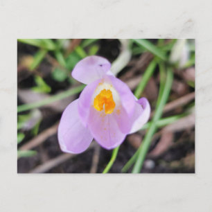 Roze Crocus Briefkaart
