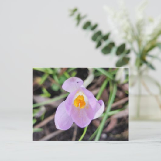 Roze Crocus Briefkaart (Staand voorkant)