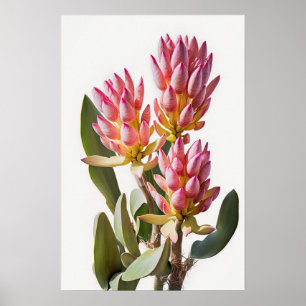 Roze Curcuma Bloem Art Print Poster