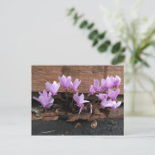 Roze Cyclamen Flowers Briefkaart (Staand voorkant)