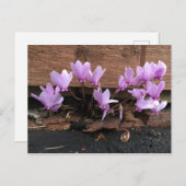 Roze Cyclamen Flowers Briefkaart (Voorkant / Achterkant)