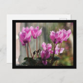 Roze Cyclamen Flowers Briefkaart (Voorkant / Achterkant)
