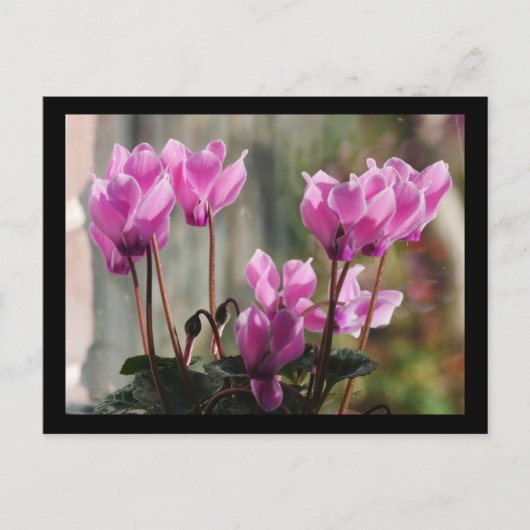 Roze Cyclamen Flowers Briefkaart (Voorkant)