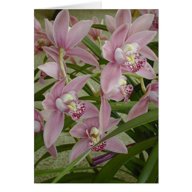 Roze Cymbidium Orchid (Voorkant)