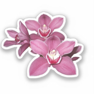 Roze Cymbidium Orchid Flowers Sticker