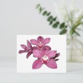 Roze Cymbidium Orchids Briefkaart (Staand voorkant)