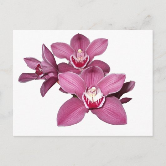 Roze Cymbidium Orchids Briefkaart (Voorkant)