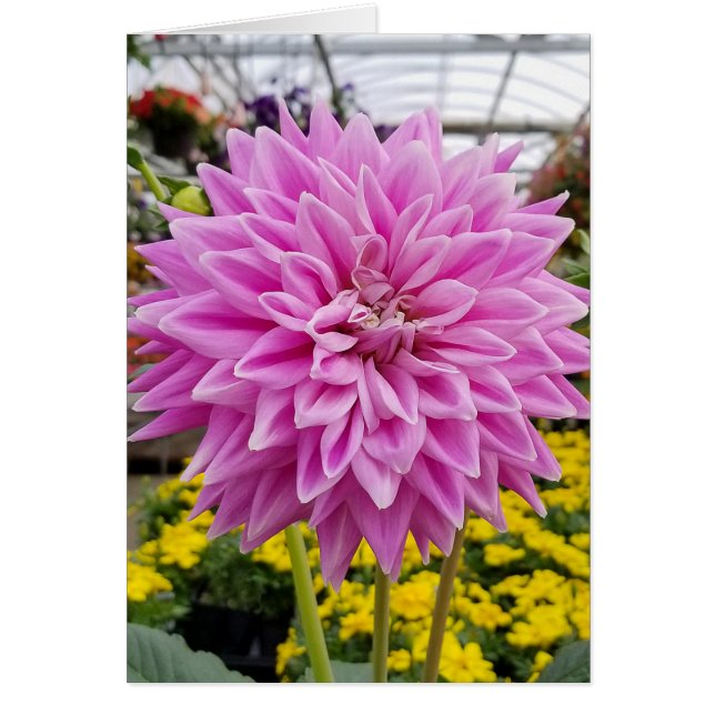 roze dahlia (Voorkant)