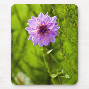 Roze Dahlia, Aquarel Effect Muismat