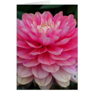 Roze Dahlia Blank