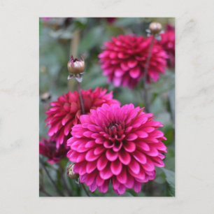 Roze Dahlia Floral Foto Briefkaart