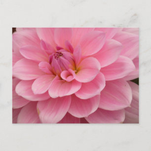 Roze Dahlia Flower Briefkaart